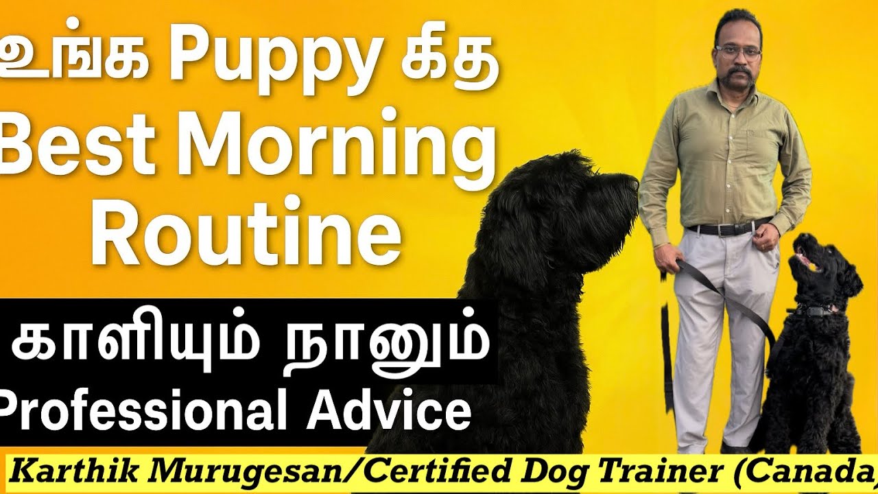 “Morning Dog Training Routine Every Owner Must Try! | Professional Tips in Tamil”