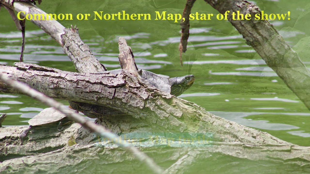 Even More Turtle Tours, 2026 (5) by Gord Harrison of London, Ontario, Canada