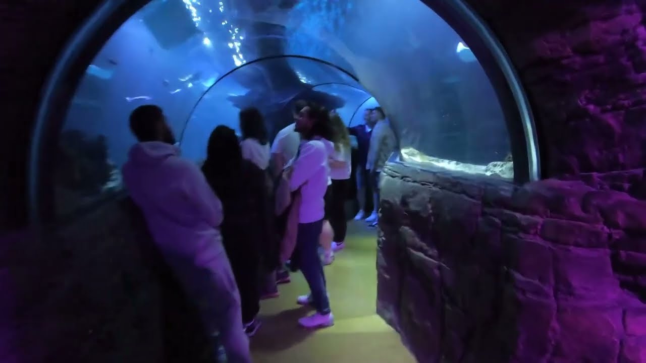 SEA LIFE London Aquarium Tour 🐠 | Glass Ocean Tunnel Experience | 500+ Species Underwater Zoo!