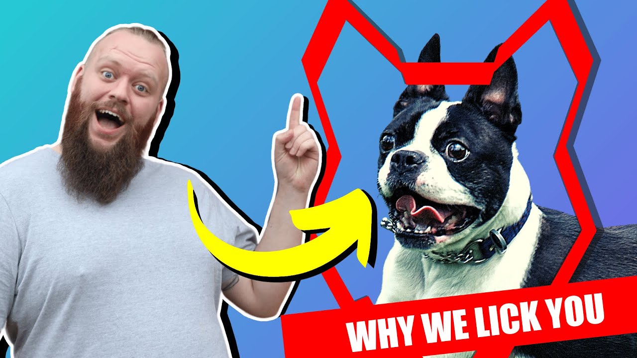 Why BOSTON TERRIER LICK You