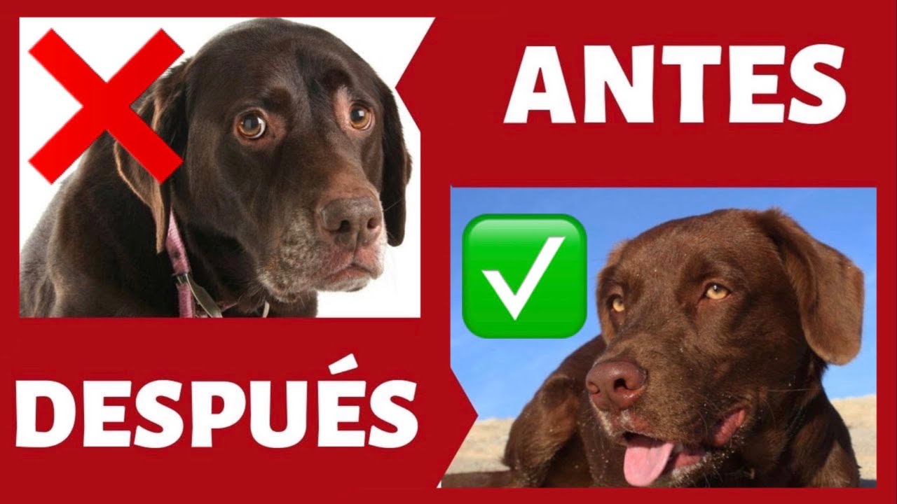 PERRO con MIEDO 😰 ► 🛑 Mi PERRO tiene MIEDO, &iquest;C&Oacute;MO AYUDARLO? (FUNCIONA!) 🙌