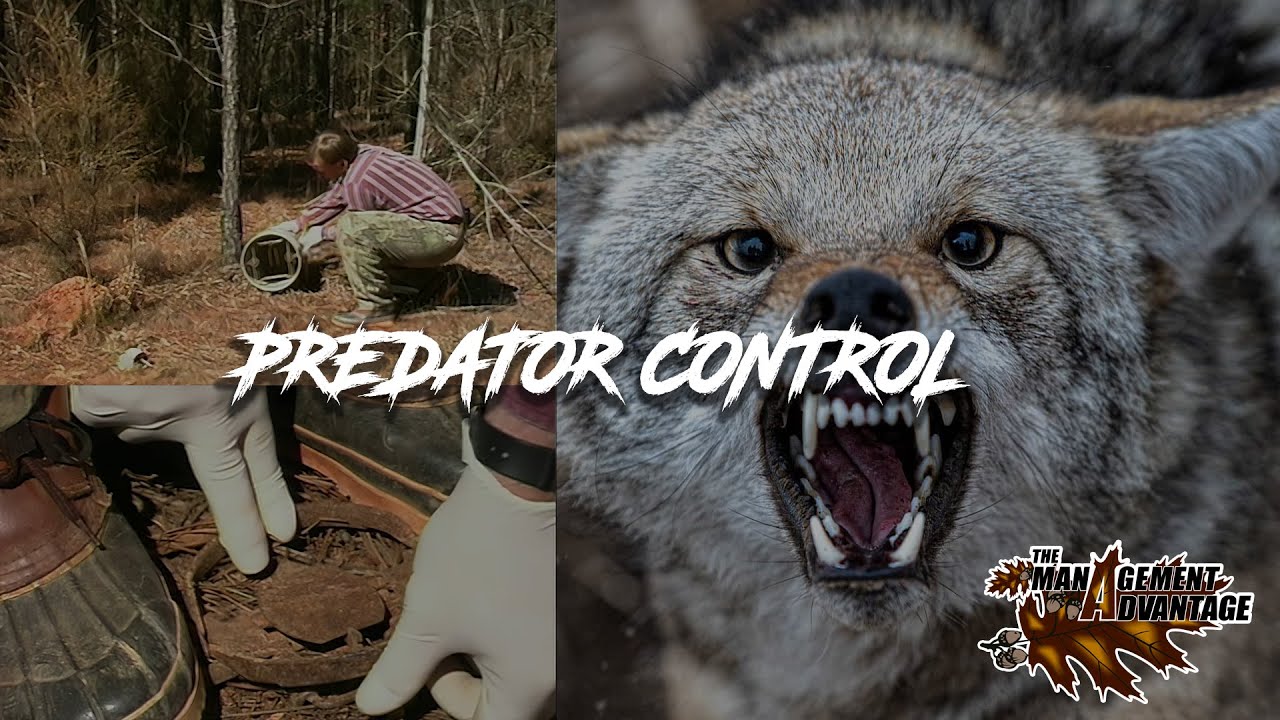 The Best Predator Control Methods For Wildlife Management