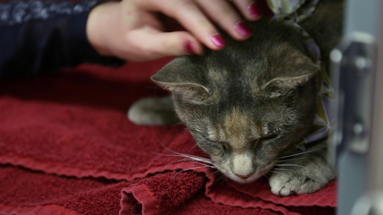 Animal Welfare Association Social Media Video - Special Needs Volunteers