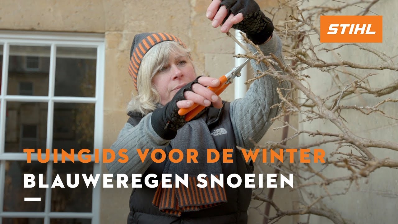 Blauweregen snoeien - Tuingids voor de winter