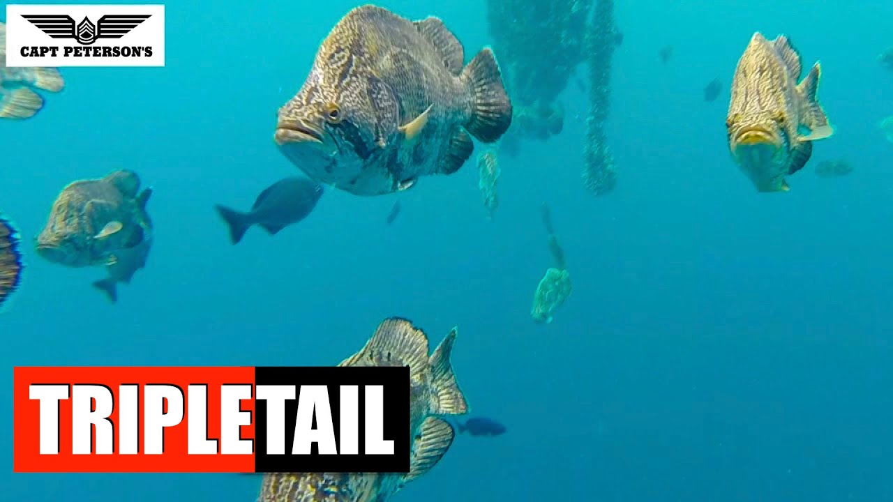 Triple Tail Fishing - Apalachicola, Florida