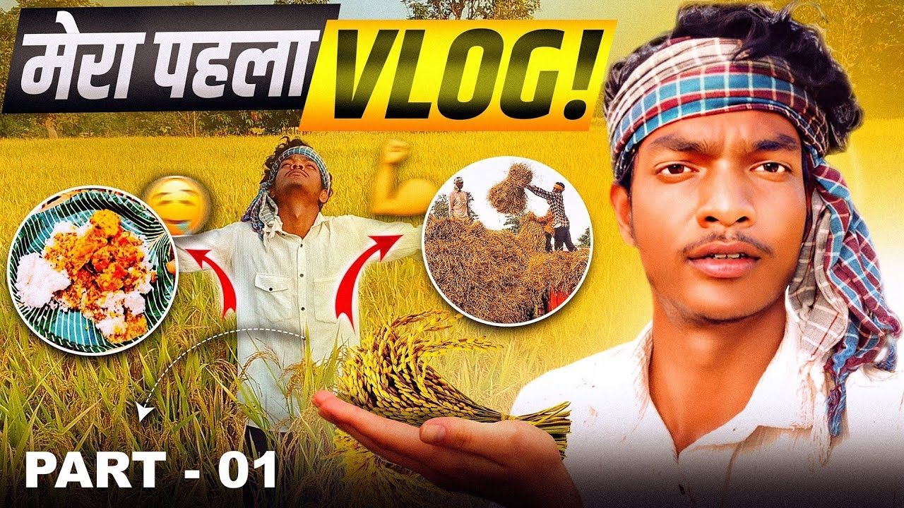 Dhan ki kheti || gaon ki khetibadi || dhan katai #farming #vlog #dhan #khetibadi #rice 