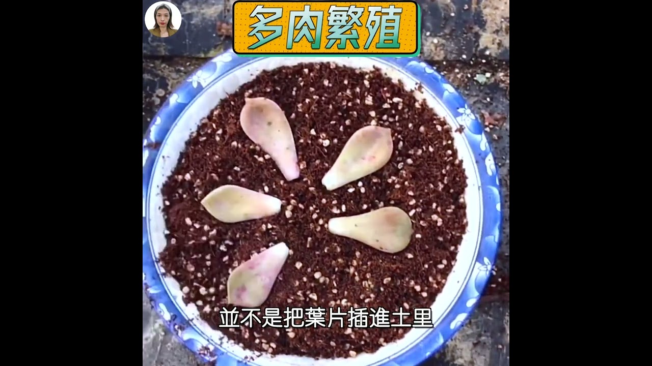 多肉植物繁殖，多肉植物叶插