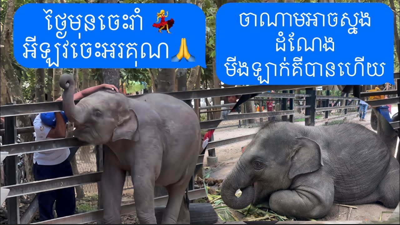 ចាណាមស្នងដំណែងមីងឡាក់គីបានហើយចេះរាំនិងចេះអរគុណ, Chanam succeeded Aunt Lucky,dance and be grateful.