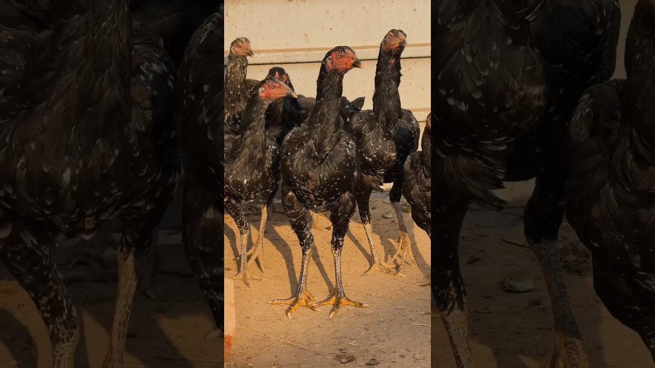 Aseel hens of old Pakistan aseel line #aseelmurga #hen #chicken