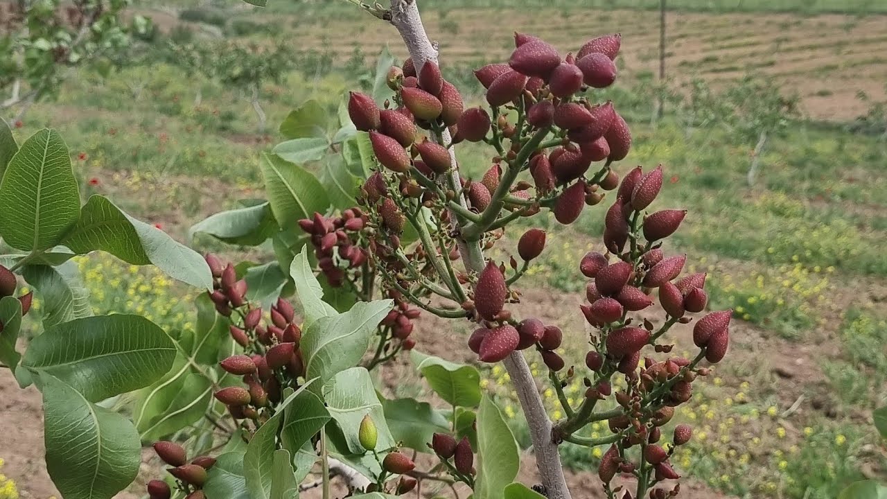BU BAHÇE HASANKEYF'İN EN GÜZEL BAHÇESİ OLABİLİR.!!!