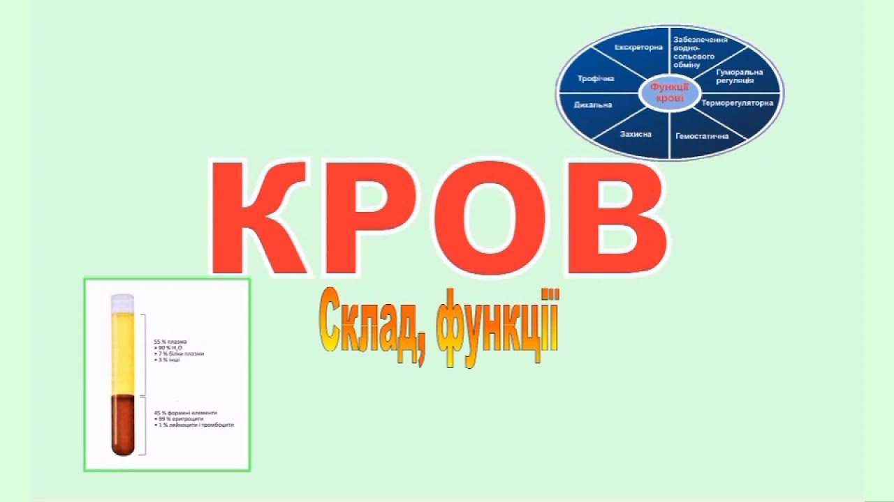 КРОВ.  Фізіологія людини