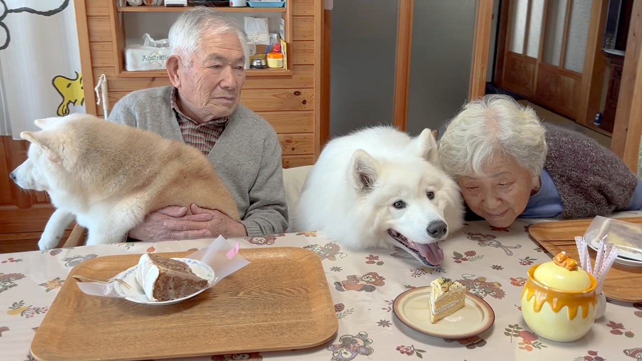 大好きなじいちゃんの誕生日を家族みんなと一緒にお祝いする柴犬とサモエド