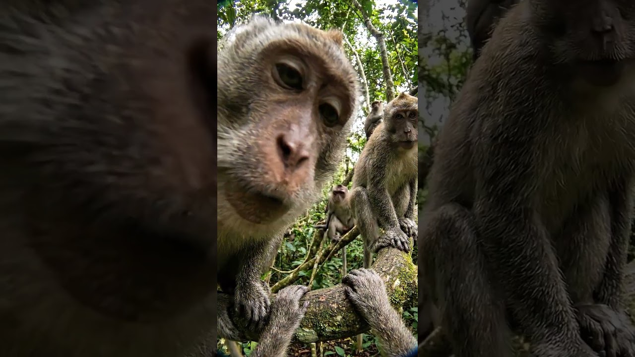 POV Action Cam on a Wild Monkey
