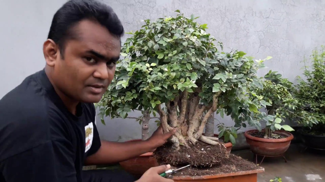 How to repot and pruning bonsai murraya paniculata tree