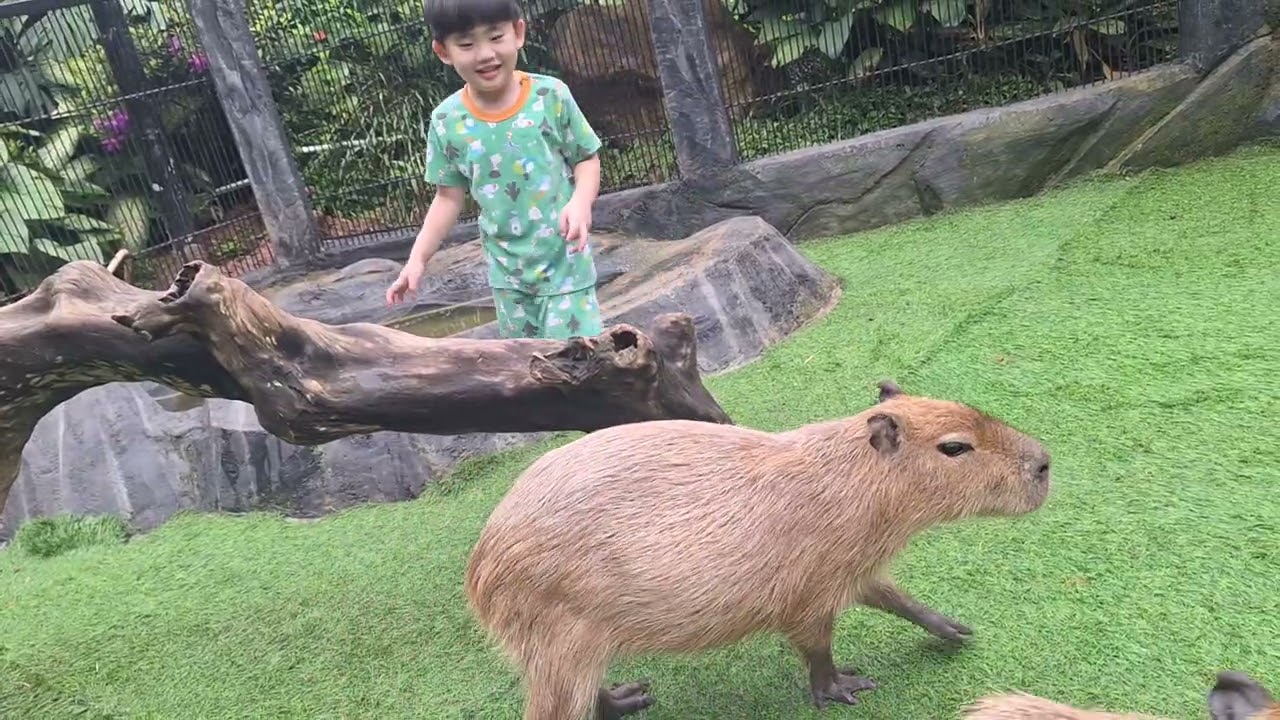 El kasih makan kapibara