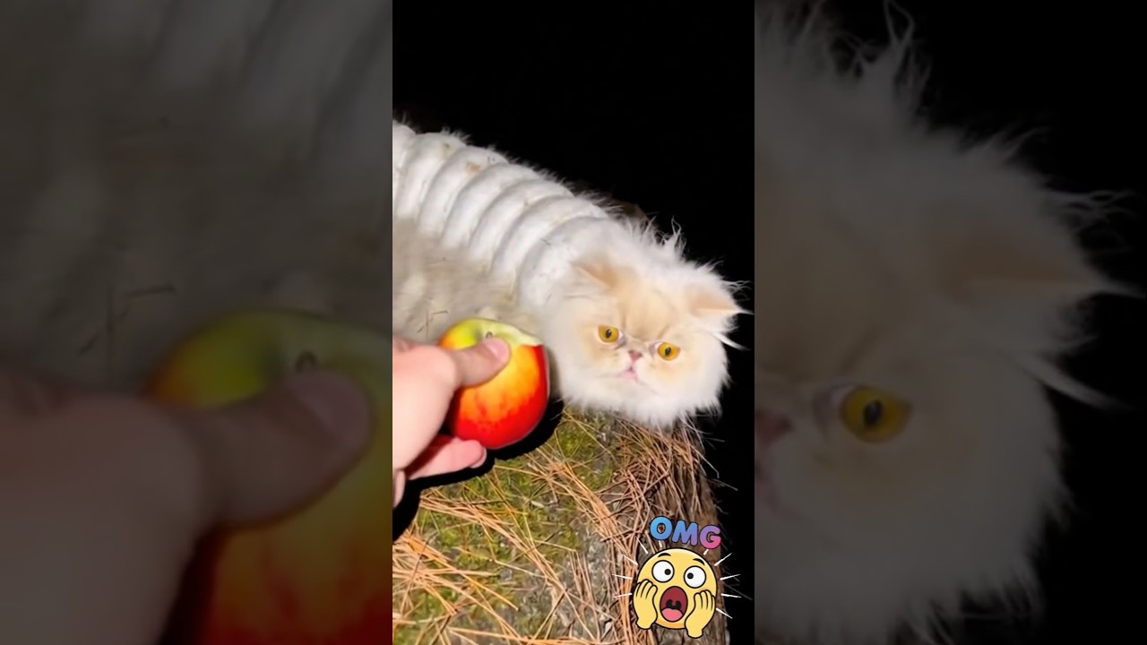 Kucing ulat bulu #cats #ai #cat #trandingshorts