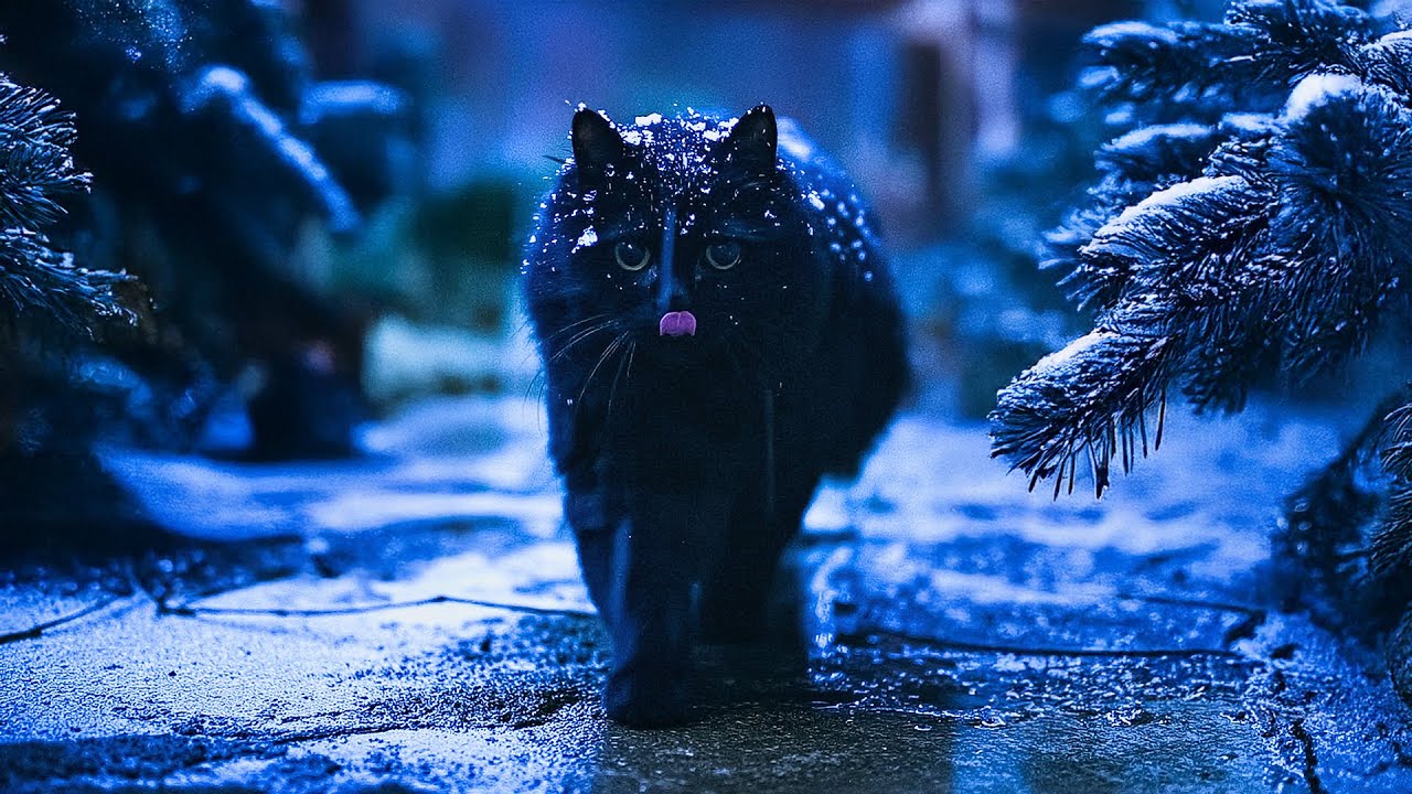 Cats in a Snowstorm ❄️
