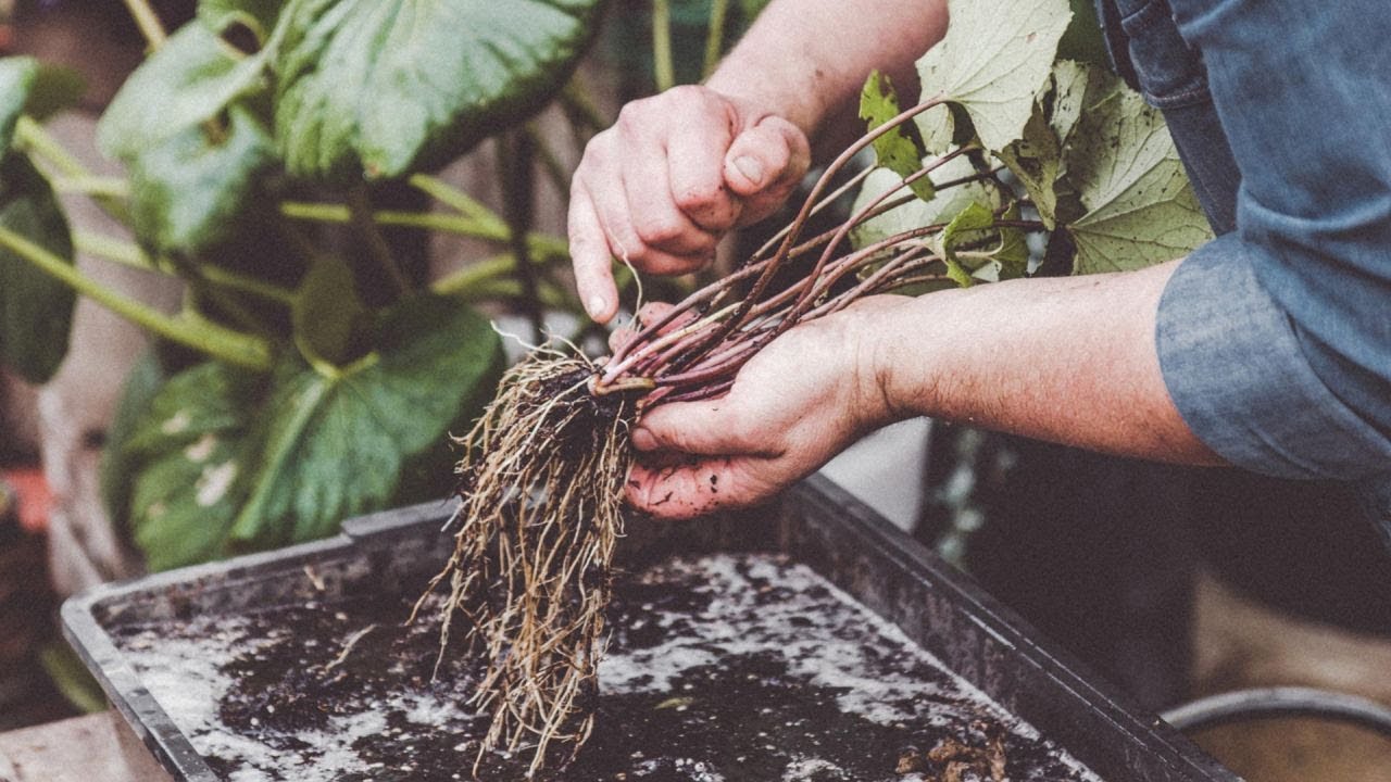 C&oacute;mo multiplicar plantas vivaces por divisi&oacute;n de mata - Bricoman&iacute;a