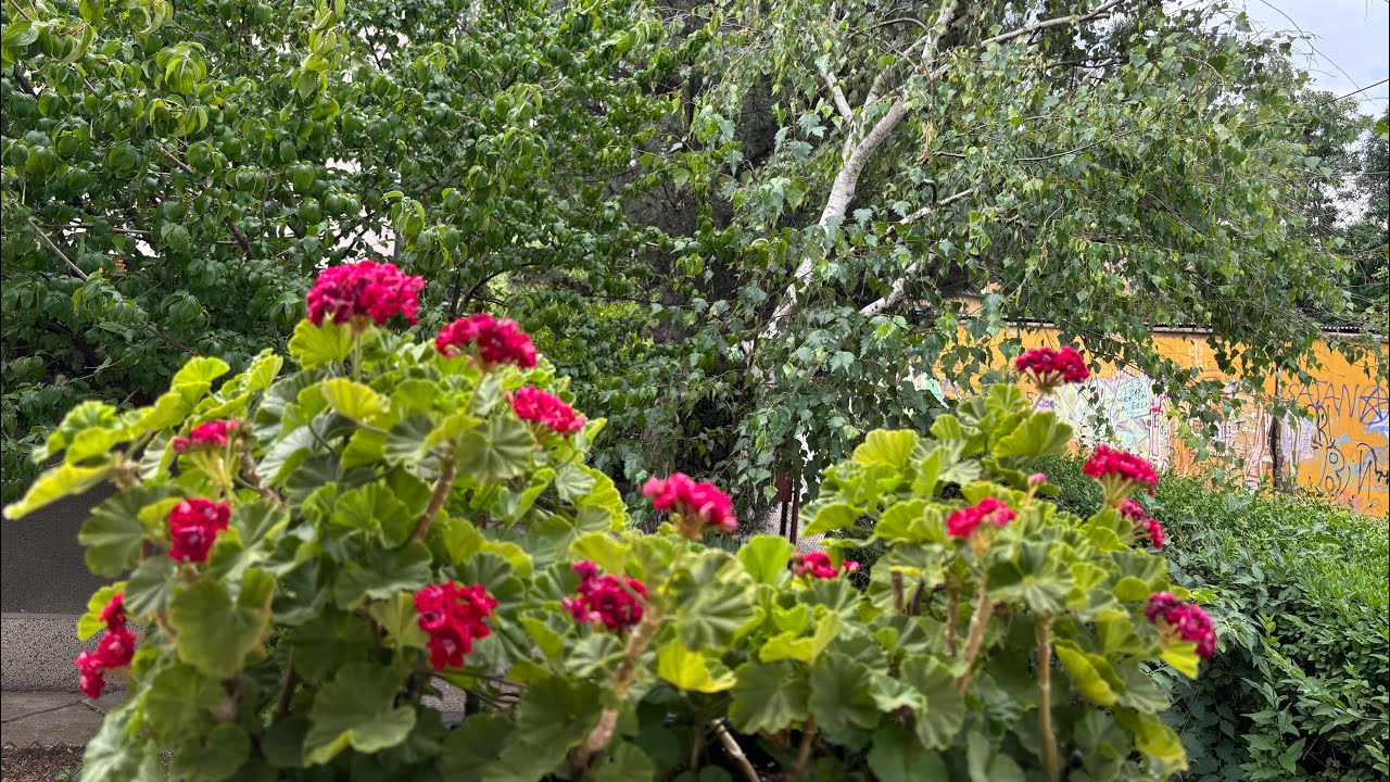 Трикове за цъфтеж на цветя #flowers 