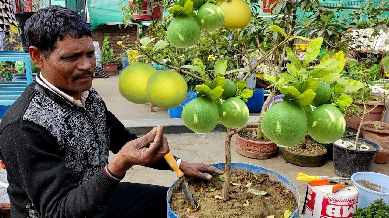 भर भर के चकोतरा आएंगे माली का यह सीक्रेट जान लिया तो Pamelo growing idea in usless plastic tub