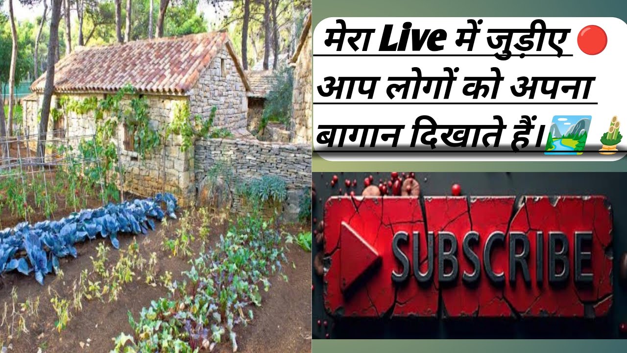 आज आप लोगों का अपने घर का आगे का बागान दिखाते हैं लाइव में।