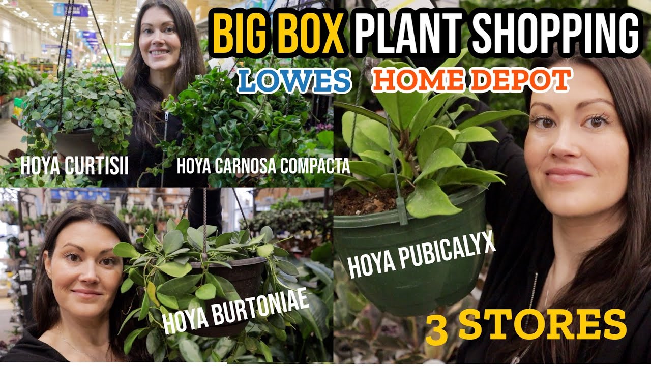ОГРОМНАЯ ХОЙЯ в Lowe's и Home Depot! Большой выбор комнатных растений в трёх магазинах
