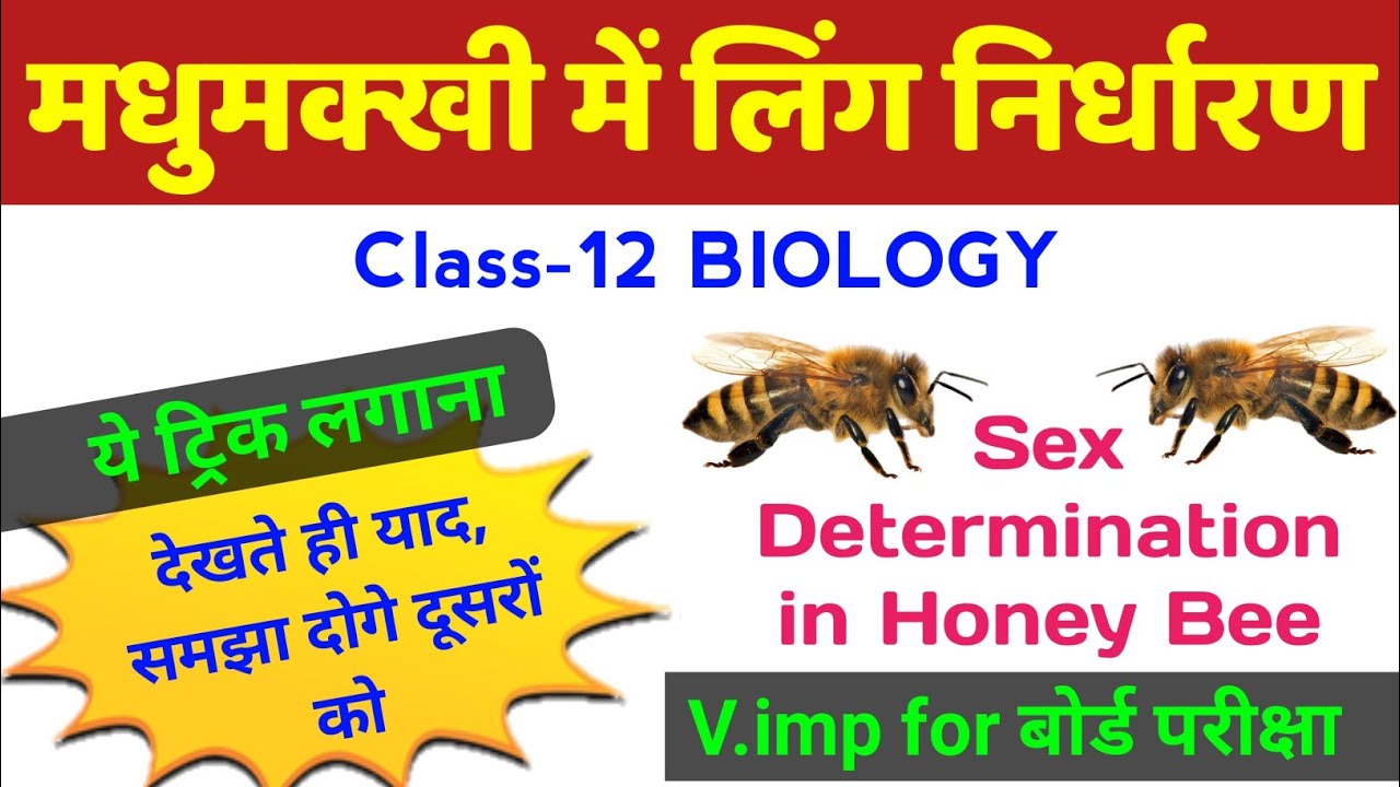 मधुमक्खी में लिंग निर्धारण | madhumakkhi mein ling nirdharan | Sex Determination in Honey Bee bio