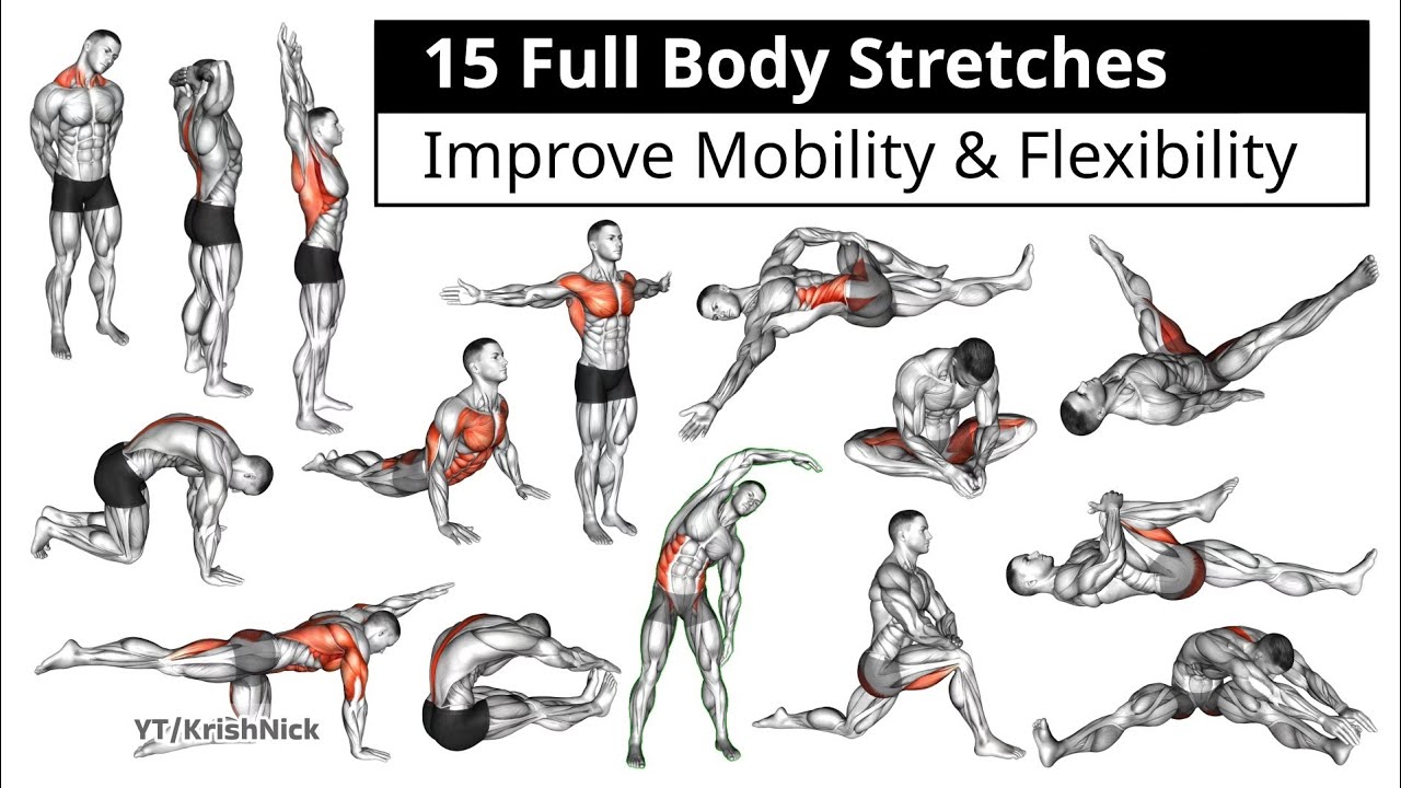 15 Full Body Stretches To Improve Mobility & Flexibility