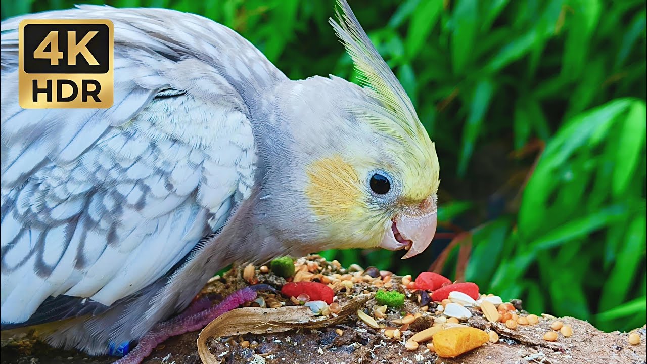 ASMR Cockatiel Munching • Close-Up Feeding & Sweet Bird Chirps in 4K HDR (1 Hour Relaxation)