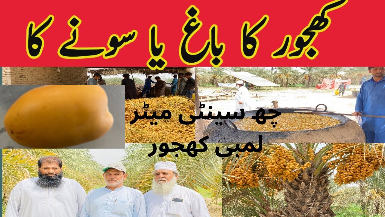 Dhaki Khajoor Farm | How to Prepare Dates Farm | Methods of protecting Dates Farm| Khajoor ka Bhag