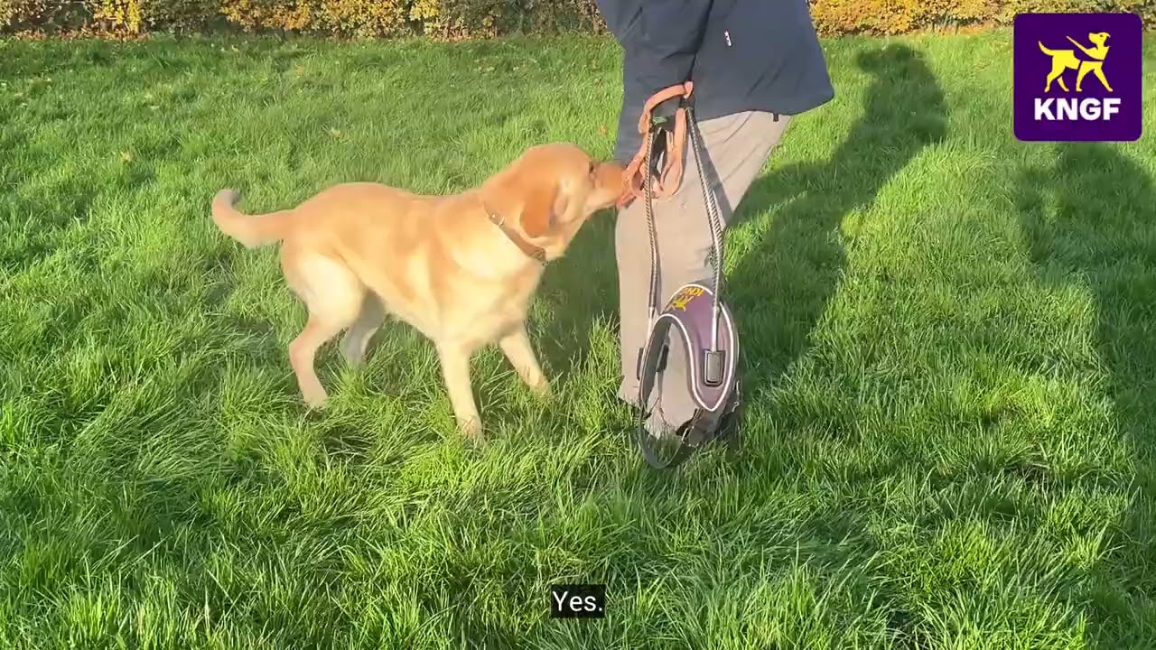 Vlog: meer over het matchingsproces tussen hond en mens