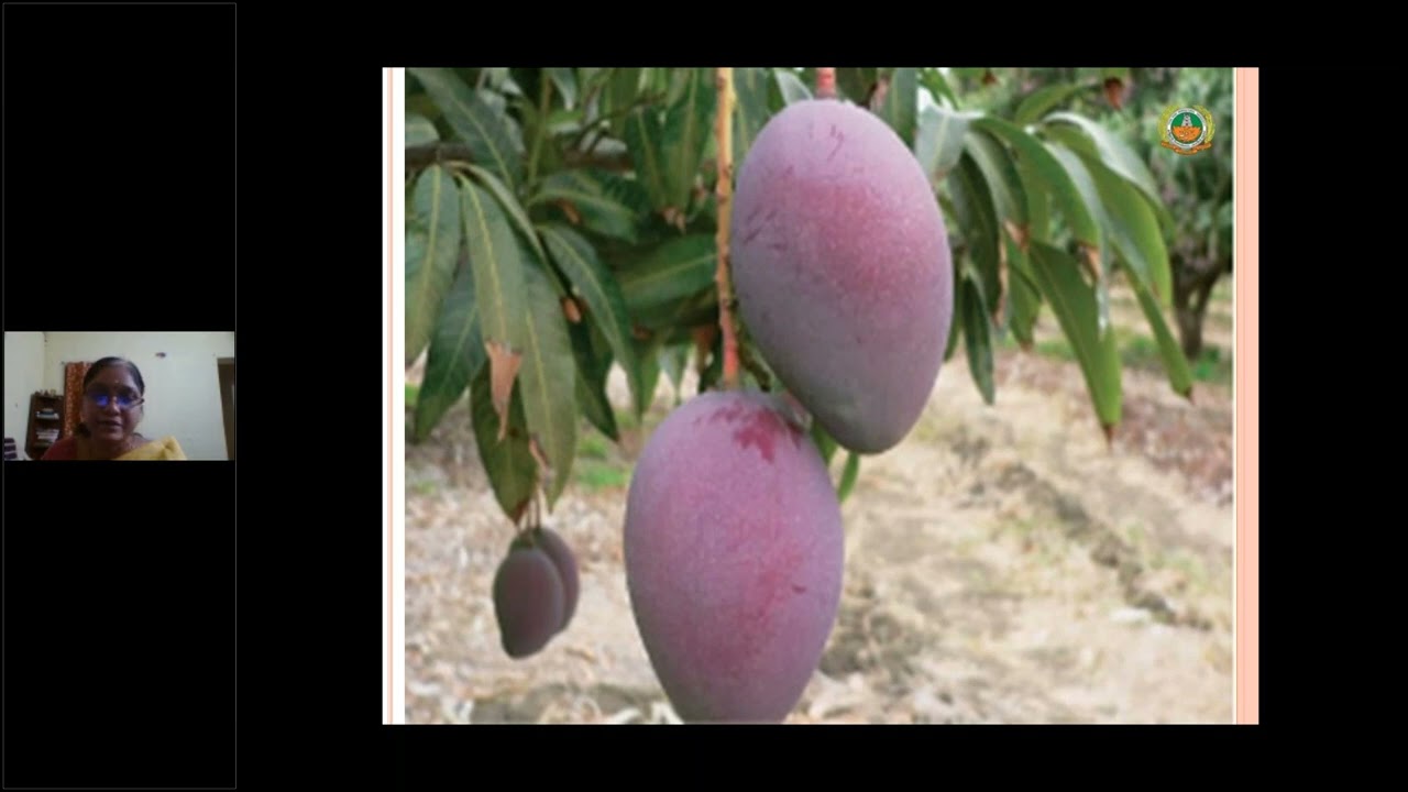 Post harvest management and value addition of mango and other horticultural produces - By Dr. V Vani