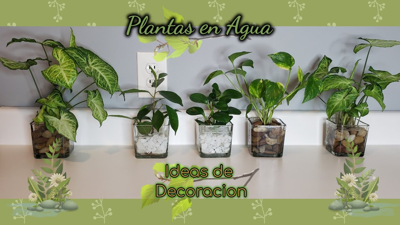 🌱Ideas cómo mantener Plantas en Agua🌱