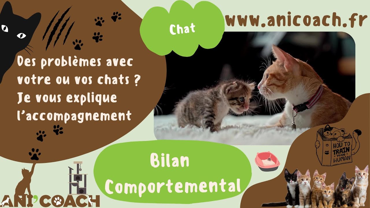 Bilan Comportemental F&eacute;lin ? C'est quoi ? On en parle ici