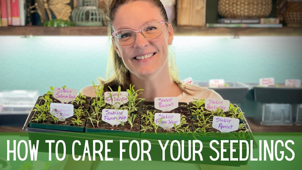 You Grew Some Seeds, NOW WHAT? 🌱🌱 || Seedling Care || Preventing  Damping Off || Thinning Seedlings