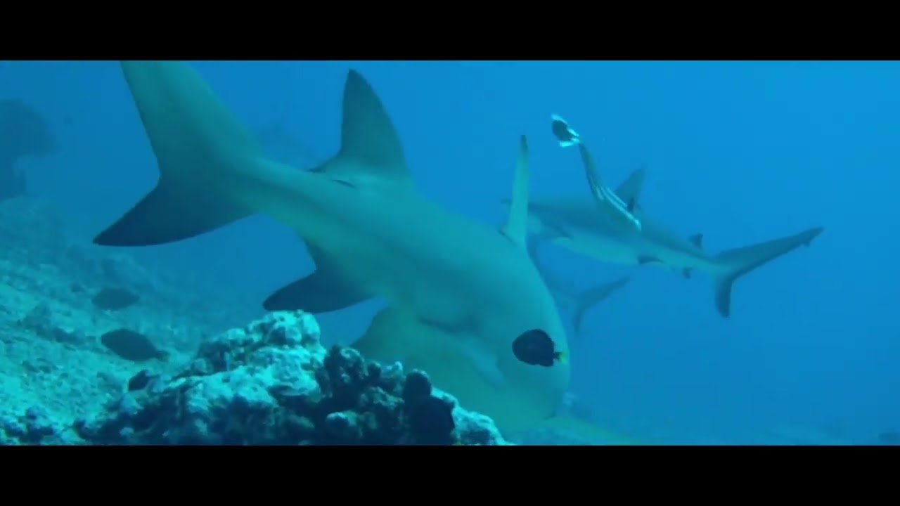 Tahiti Diving '09 - Shark Dive