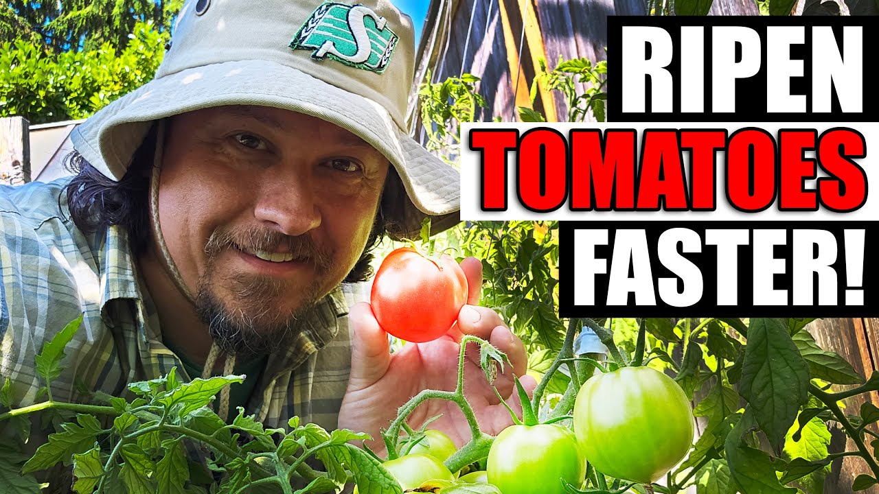 5 Ways To Ripen Tomatoes Faster On The Vine