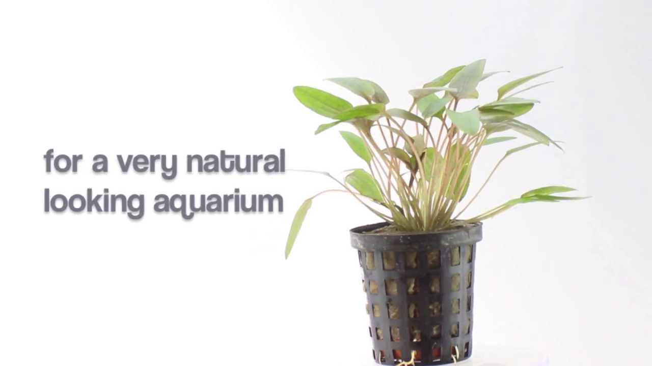 Aquarium Plant Cryptocoryne moehlmannii - great for foregrounds