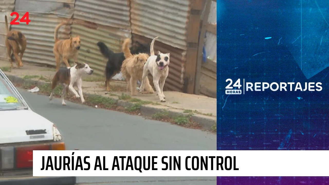 24 Horas Reportajes: Jaurías sin control, 30 personas muertas en seis años