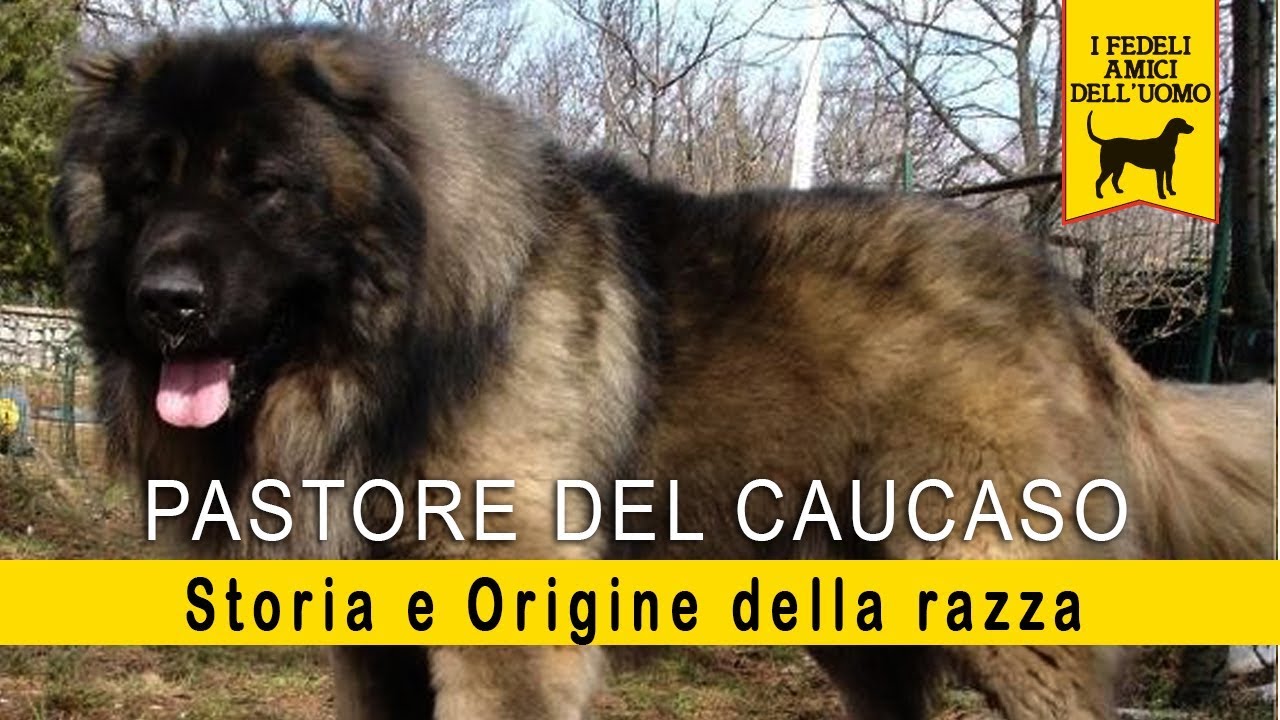 Pastore del Caucaso - Storia e Origine della razza