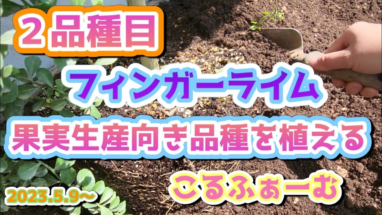 【フィンガーライム】果実生産向き品種 ２品種目を地植えする💪😁