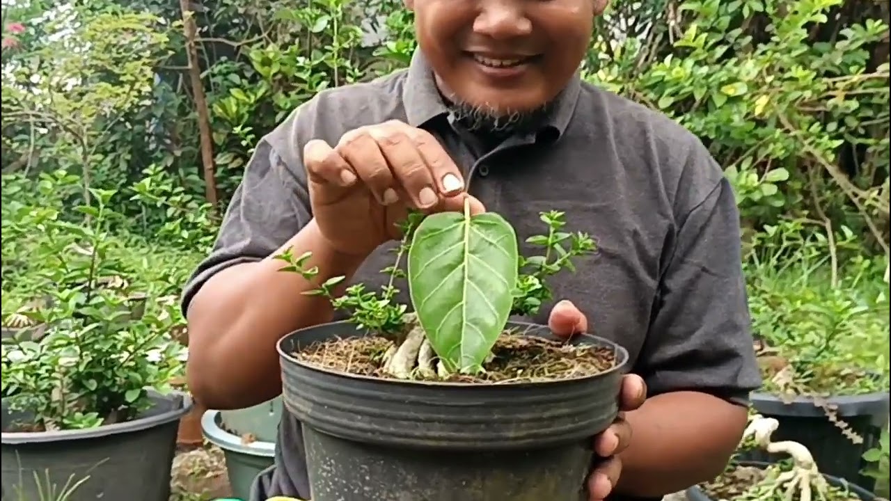 Cara menumbuhkan Tunas Terusan Mahkota 