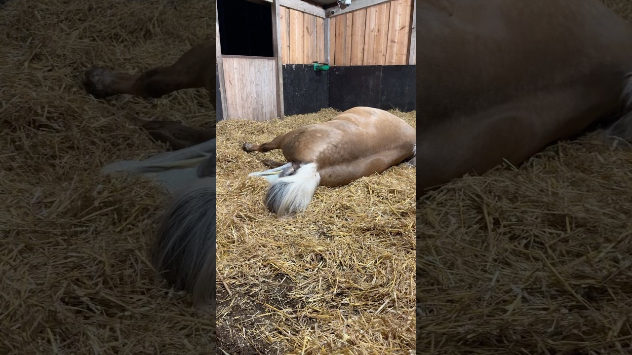 Watch the full video! Lavendel giving birth to her foal #horse #foal #babyhorse #shorts