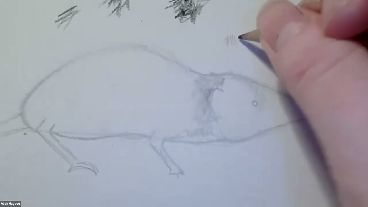 Shrew Draw-Along with Alicia Hayden