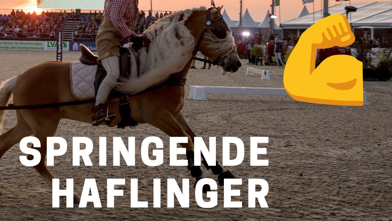 Wie gut können Haflinger springen? | Hier der Beweis! | Eurochampionat Haflinger
