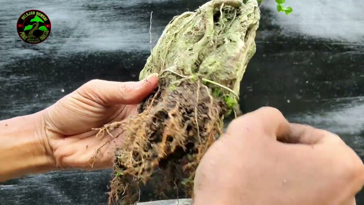 Ganti media dan pot ceper pada bonsai sancang mini on dhe rock@bonsai0202 