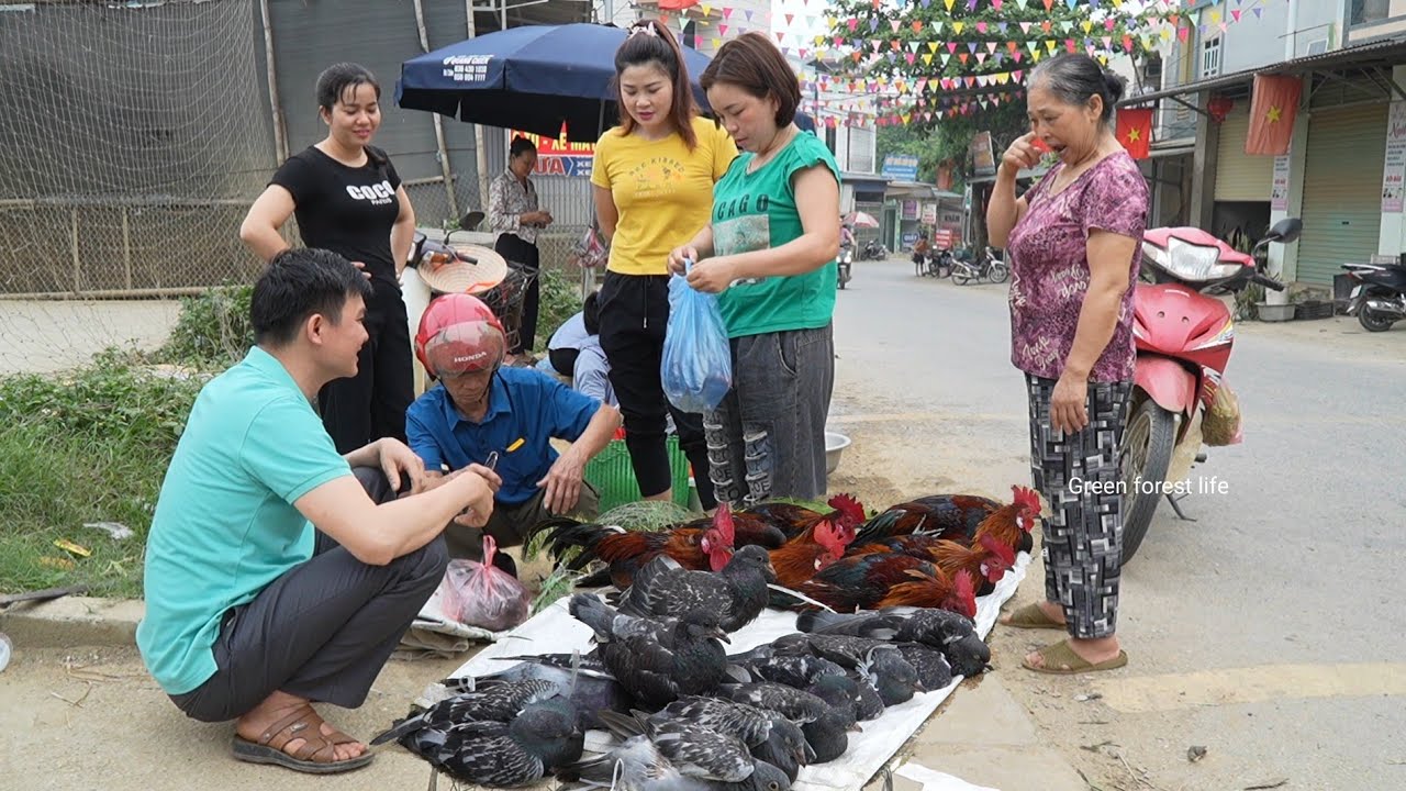 Continue selling chickens and pigeons. Farm life. Robert | Green forest life