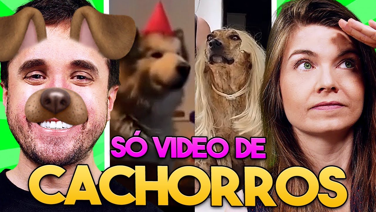 CACHORROS SÃO PERFEITOS!