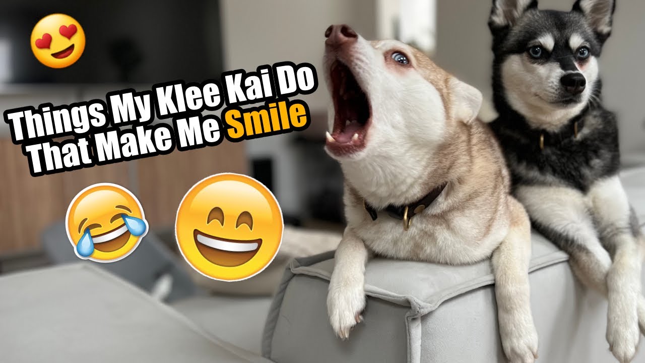 Cute Things My Mini Huskies Do That Make Me Smile | Life With Klee Kai