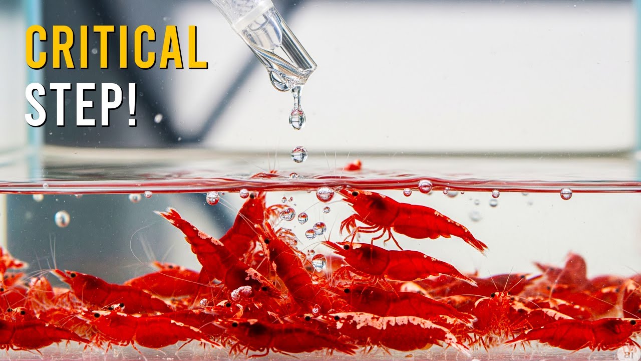 Why Drip Acclimation Is CRITICAL For Aquarium Shrimp Survival!